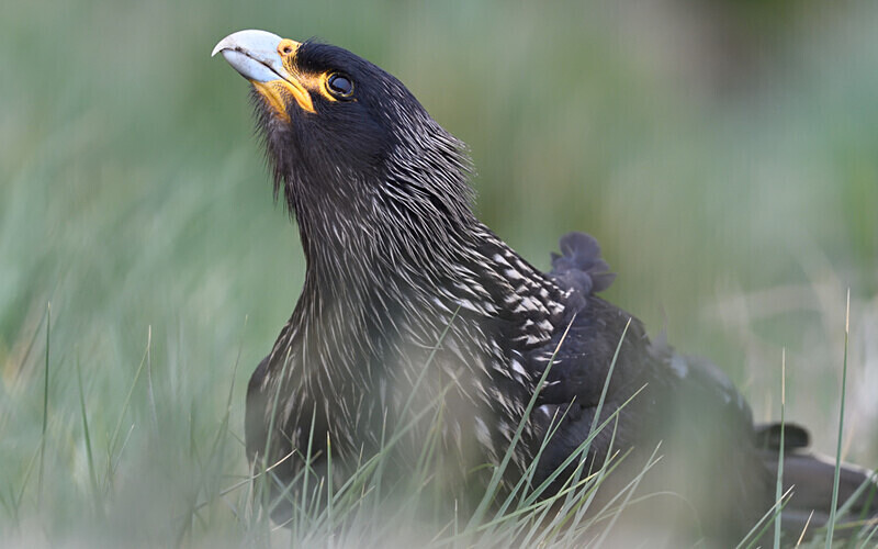 Striated Caracara - Ushuaïa Malvinas South Georgia Antartica Peninsula