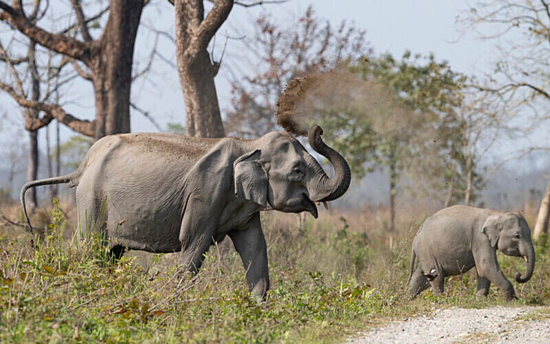 Mud showwer - Manas National Park North East India 2025