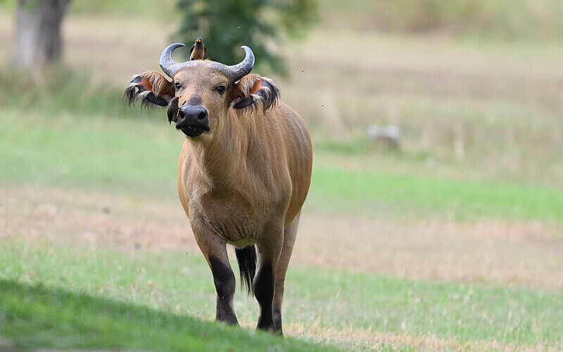 Forest buffalo - Parc national de La Lope (Gabon 2024)