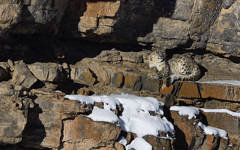 Snow Leopard - Spiti panthère des neiges  Inde 2023