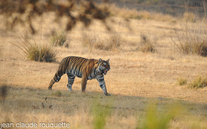 Tigress calling her cubs. - Kanha and Corbet national parks (India 2011)