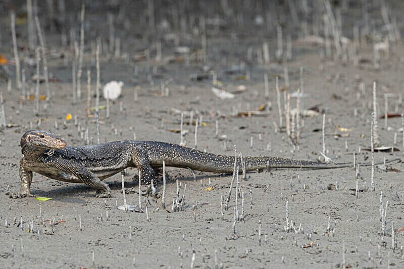 Monitor Lizard - Sundarban National Park North East India February 2025