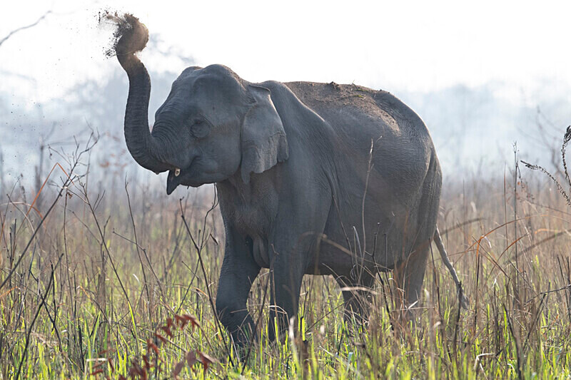 Mud showwer - Manas National Park North East India 2025