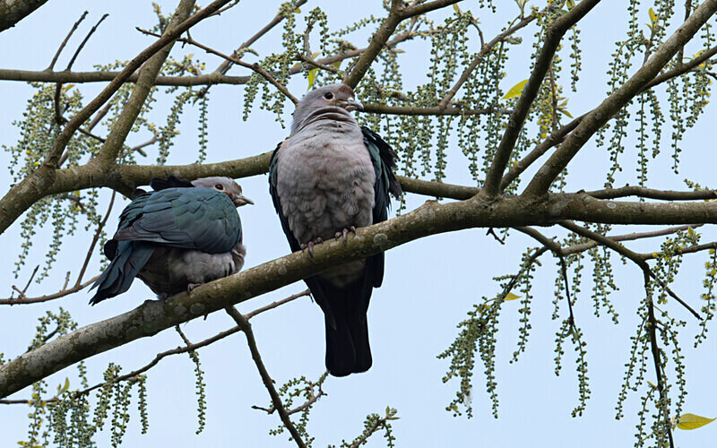 Green Imperial Pigeon - Kaziranga National Park Noth East India 2025