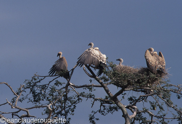 White-backed vultures on the nest - Serengeti N.P. and N'gorongoro Tanzania 1998, 2005 and 2006