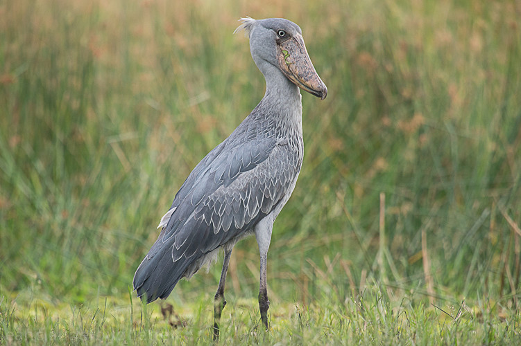 Murchison , Victoria Nile in the delta - Uganda 2016