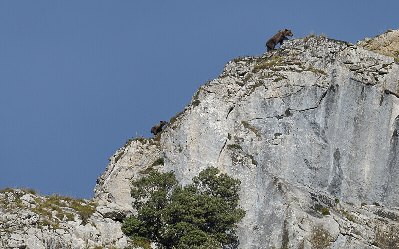 Ourse et son petit - Cordillera Cantabrica 2021