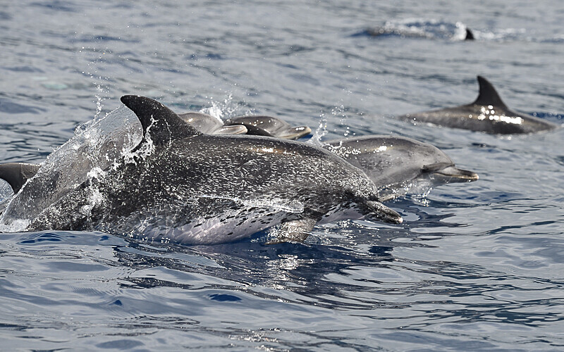Spotted dolphins - Açores 2020