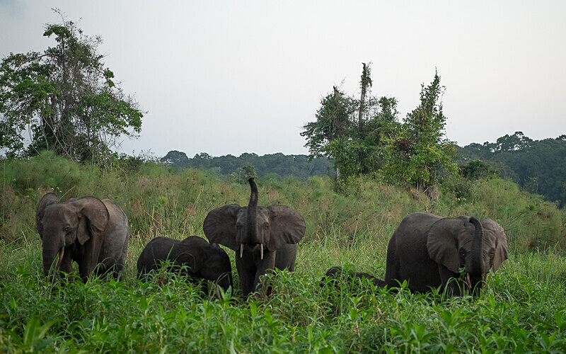  - Loango national park (Gabon 2024)