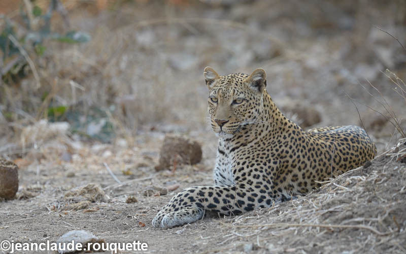  - South Luangwa 2014 (Zambia)