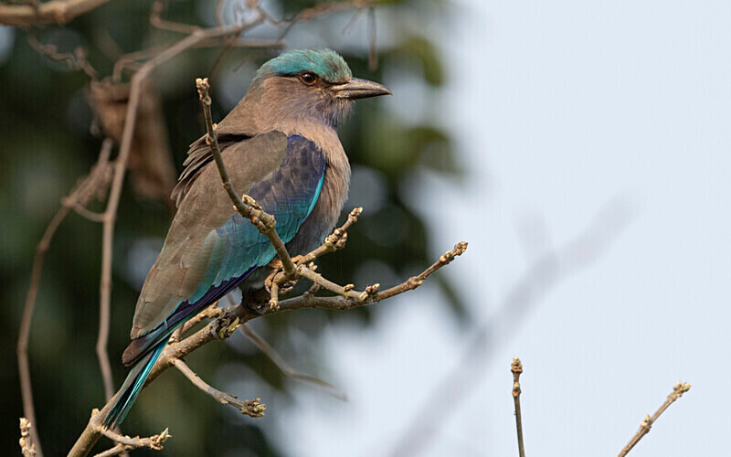 Indian roller - Kaziranga National Park Noth East India 2025