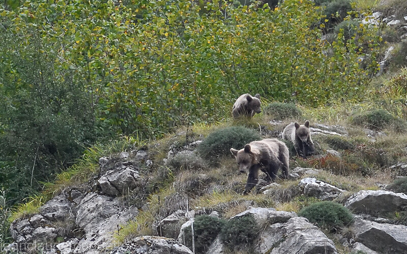 Ourse et ses petits - Cordillera Cantabrica 2021