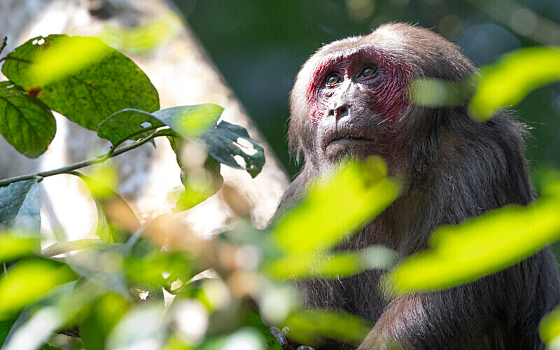 Male stump-tailed Macaque - Hollongapar wildlife sanctuary North East India 2025
