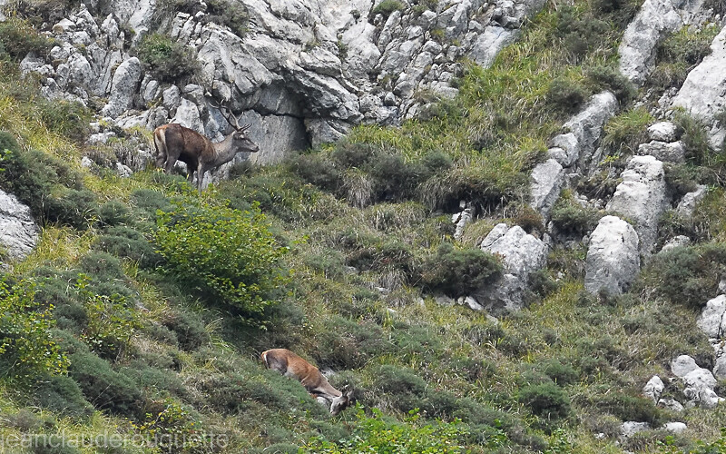 Cerf et biche - Cordillera Cantabrica 2021