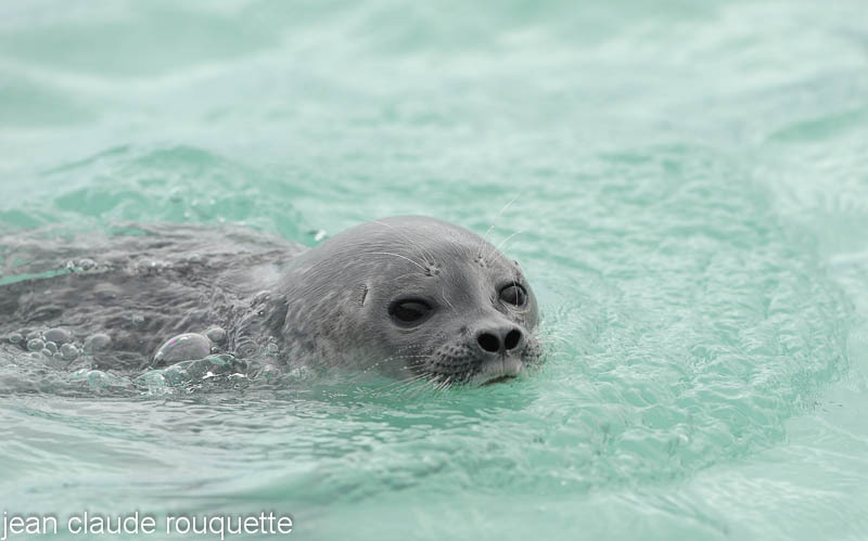 Seal - Svalbard et Norvège 2011