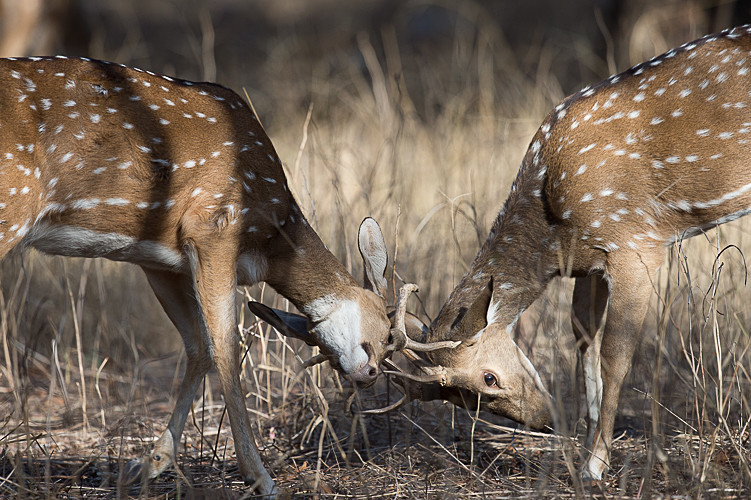  - Ranthambhore 2017