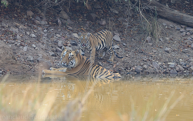  - Tadoba national park (India 2016)