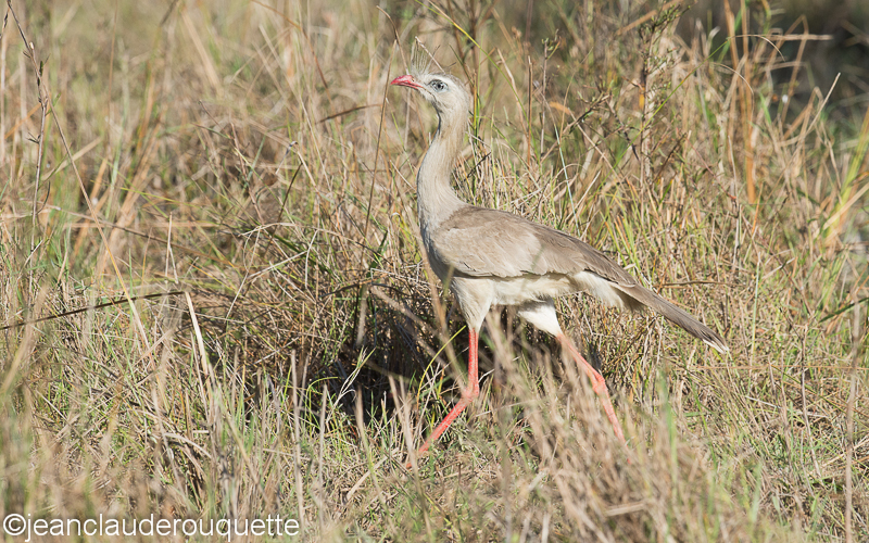 Red-legged Seremia - Pantanal Brazil 2015