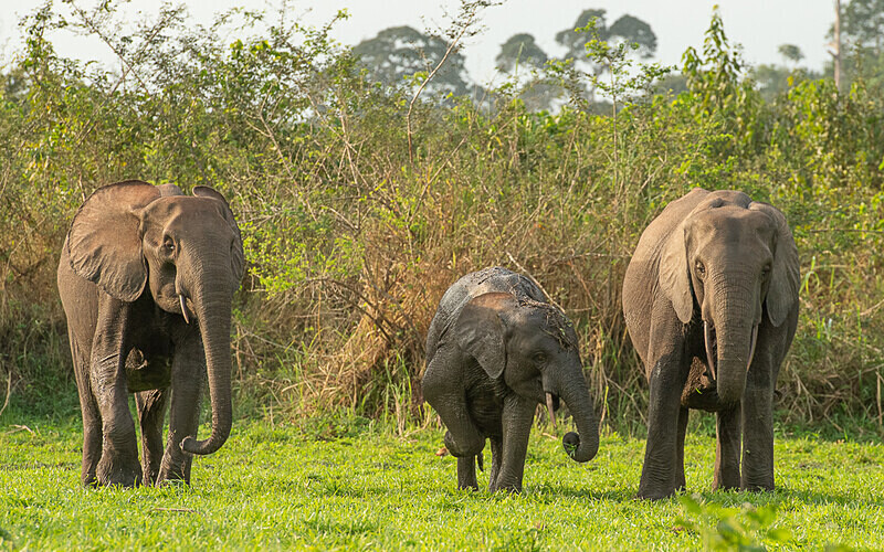  - Loango national park (Gabon 2024)