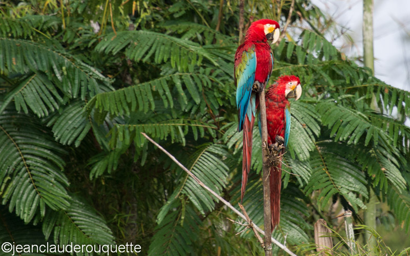 Red and Green Macaws - Manu national park (Peru 2015)