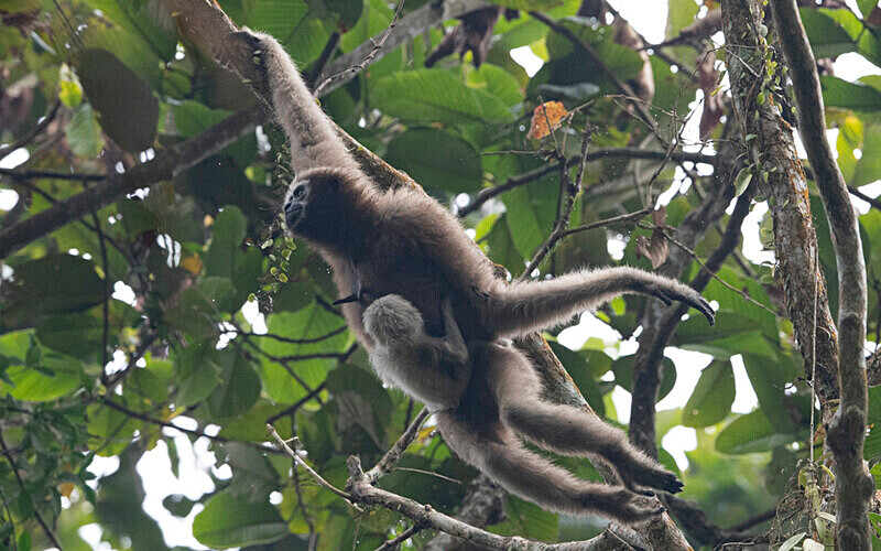 Hoolock Gibbon female with baby - Hollongapar wildlife sanctuary North East India 2025