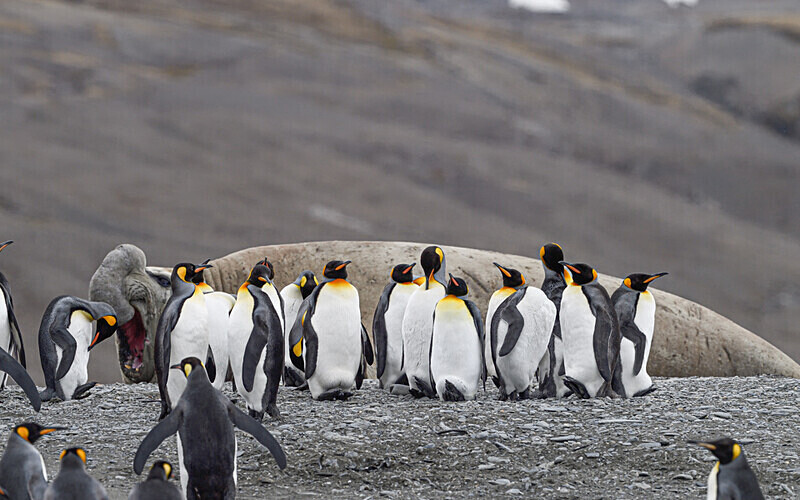  - Ushuaïa Malvinas South Georgia Antartica Peninsula