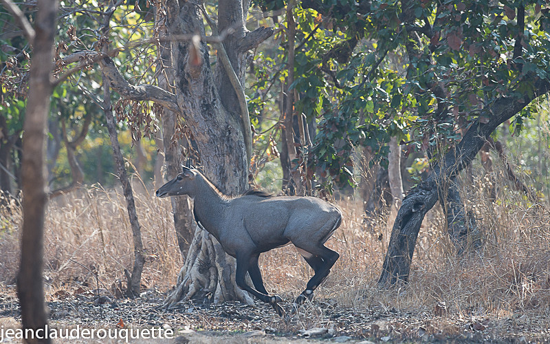 Male Nilgai - Pench national park (India 2016)