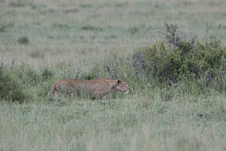 Seronera - Serengeti N.P. and N'Gorongoro Tanzania 2018