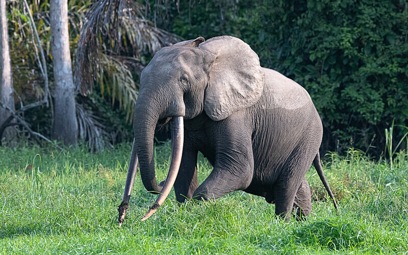  - Loango national park (Gabon 2024)