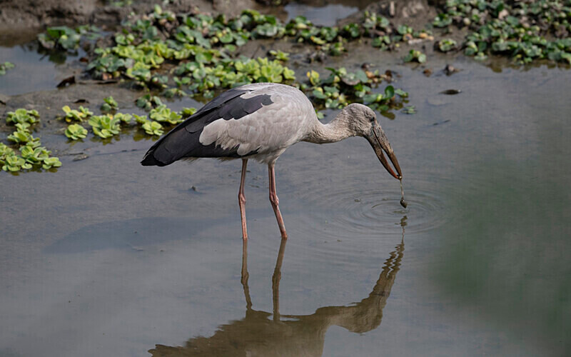 Asian Oppenbill - Kaziranga National Park Noth East India 2025