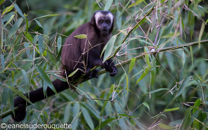 Brown Capuccin - Manu national park (Peru 2015)