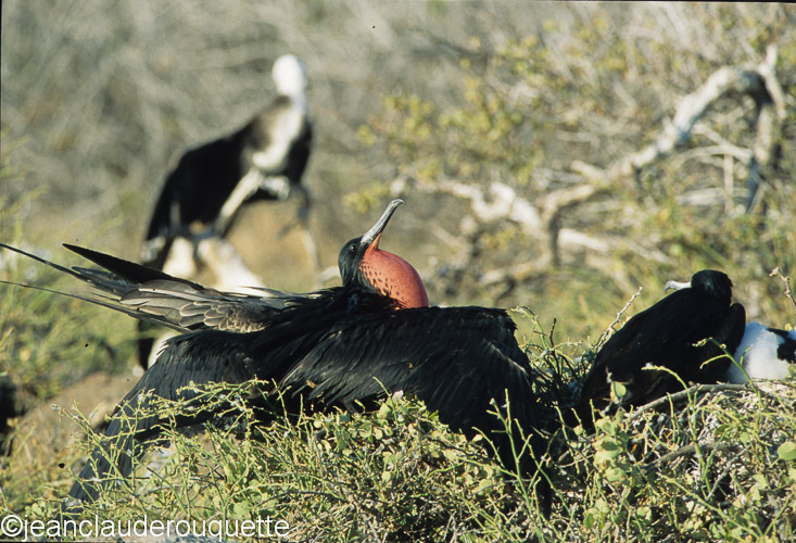 Magnifiscent Frigatebird (North Seymour) - The Galapagos islands, Ecuador 2008