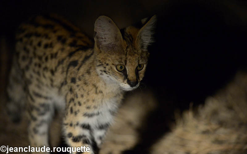 Serval - South Luangwa N.P. Zambia 2013