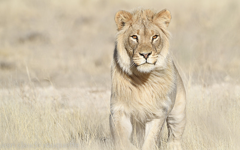  - Kgalagadi transfrontier park (2017)
