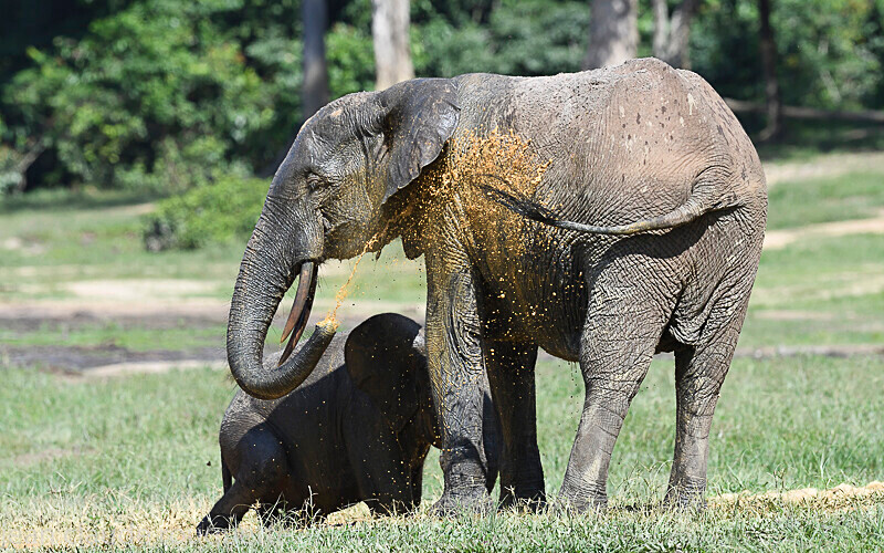  - Dzanga Sangha National Park (République Centrafricaine) 2019