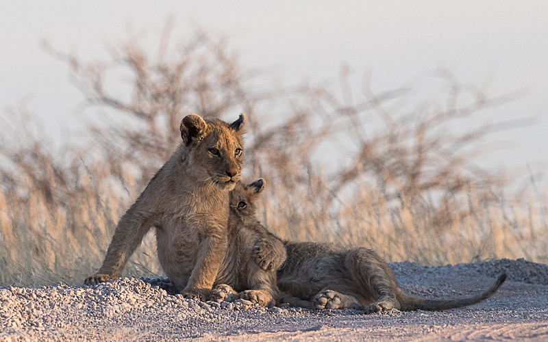  - Kgalagadi transfrontier park (2017)
