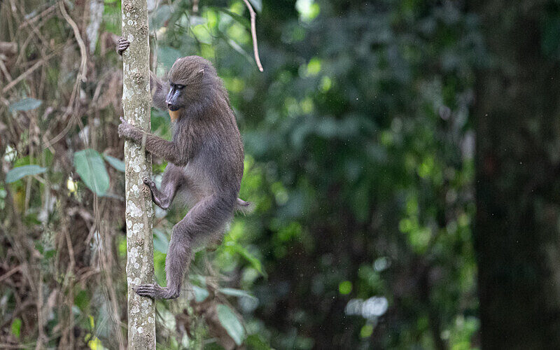 Mandrill - Parc national de La Lope (Gabon 2024)