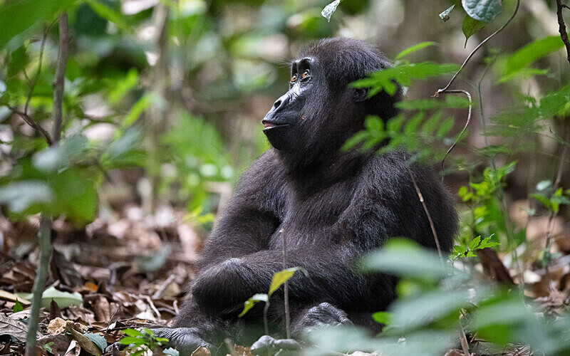 Baby gorilla three years old - Loango national park (Gabon 2024)