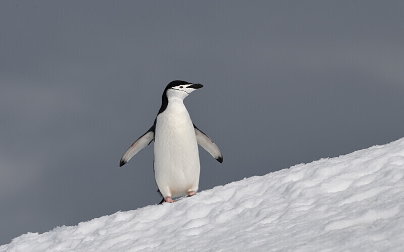  - Ushuaïa Malvinas South Georgia Antartica Peninsula