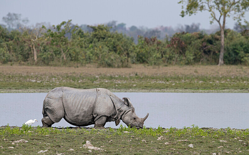 Rhino - Kaziranga National Park Noth East India 2025