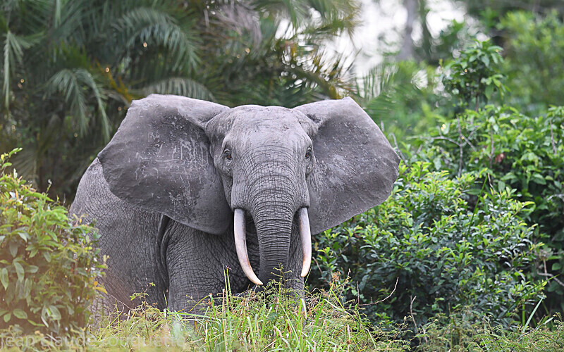  - Odzala National Park (République du Congo (2019)