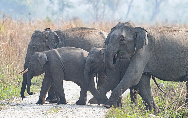 Elephant's crossing - Manas National Park North East India 2025