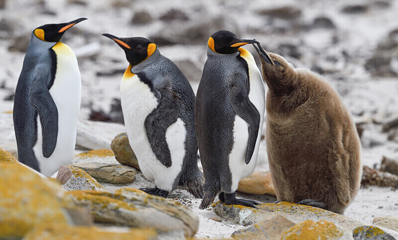 King Penguins - Ushuaïa Malvinas South Georgia Antartica Peninsula