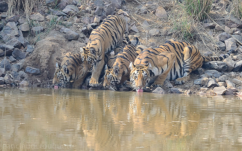  - Tadoba national park (India 2016)