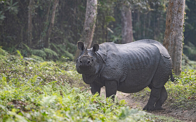 Rhino - Kaziranga National Park Noth East India 2025