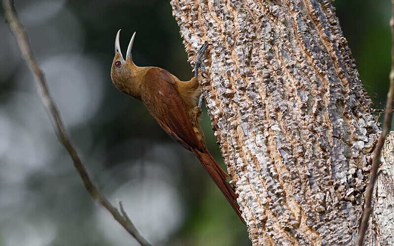 Woodcreeper - Pacaya Samiria Pérou 2022