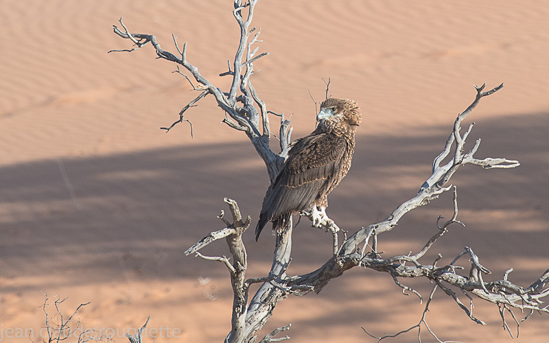 Bateleur eagle - Kgalagadi transfrontier park (2017)