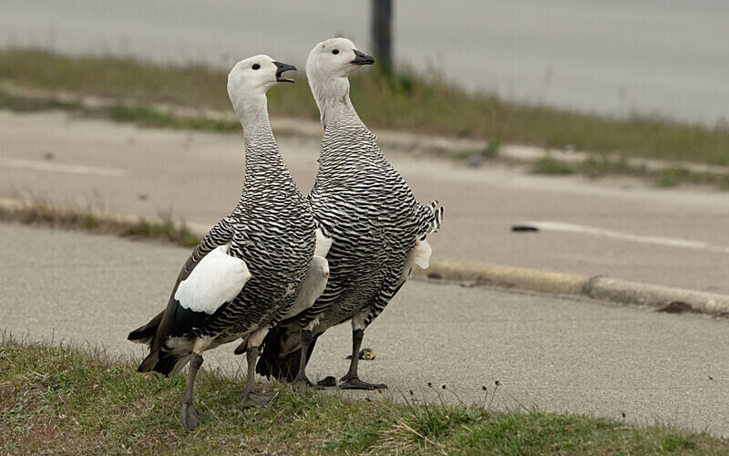 Upland Geese - Patagonie Chilienne: Magellan Channel and Torres del Paine N.P.