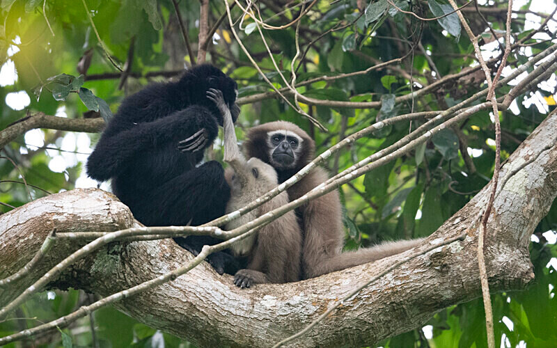Gibbon couple with baby - Hollongapar wildlife sanctuary North East India 2025