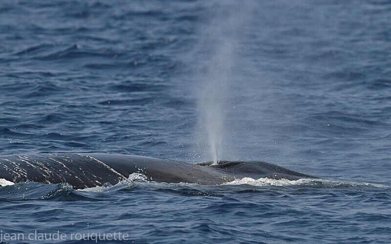 Le souffle du rorqual. - Méditerranée/ Mediterranean